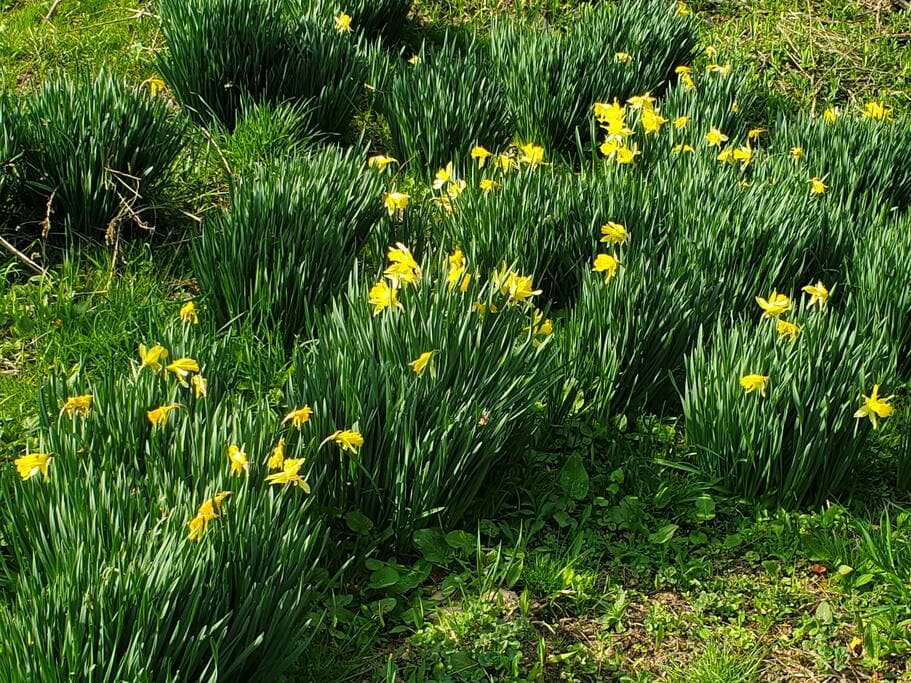 Cozy Cabin Cabin & Surroundings 19