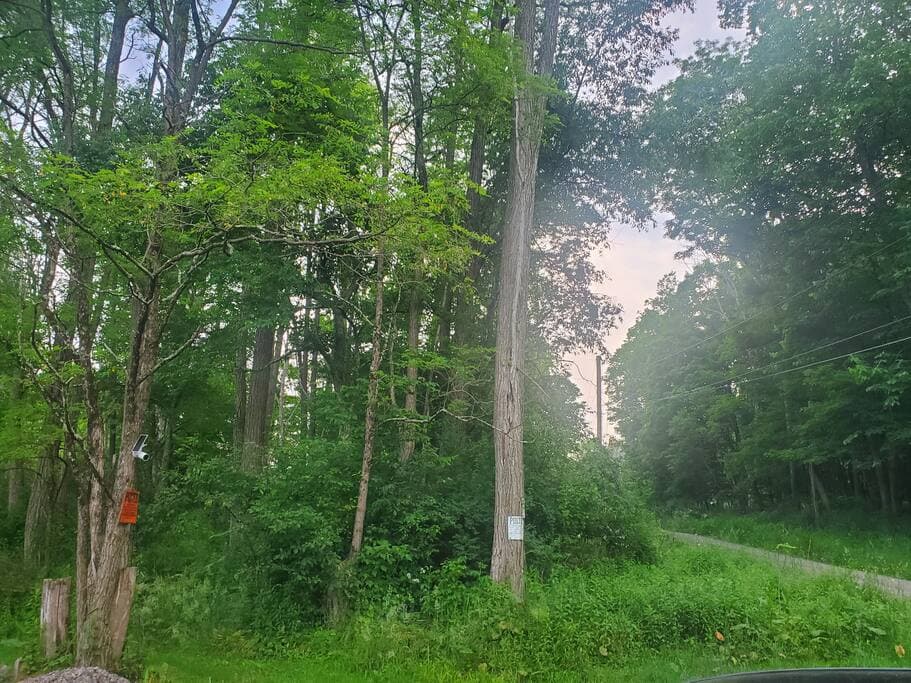 Cozy Cabin Cabin & Surroundings 21