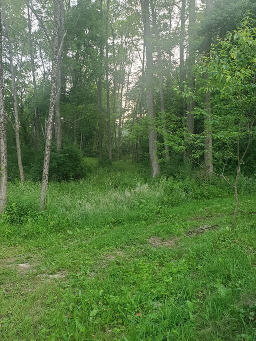 Cozy Cabin Cabin & Surroundings 13