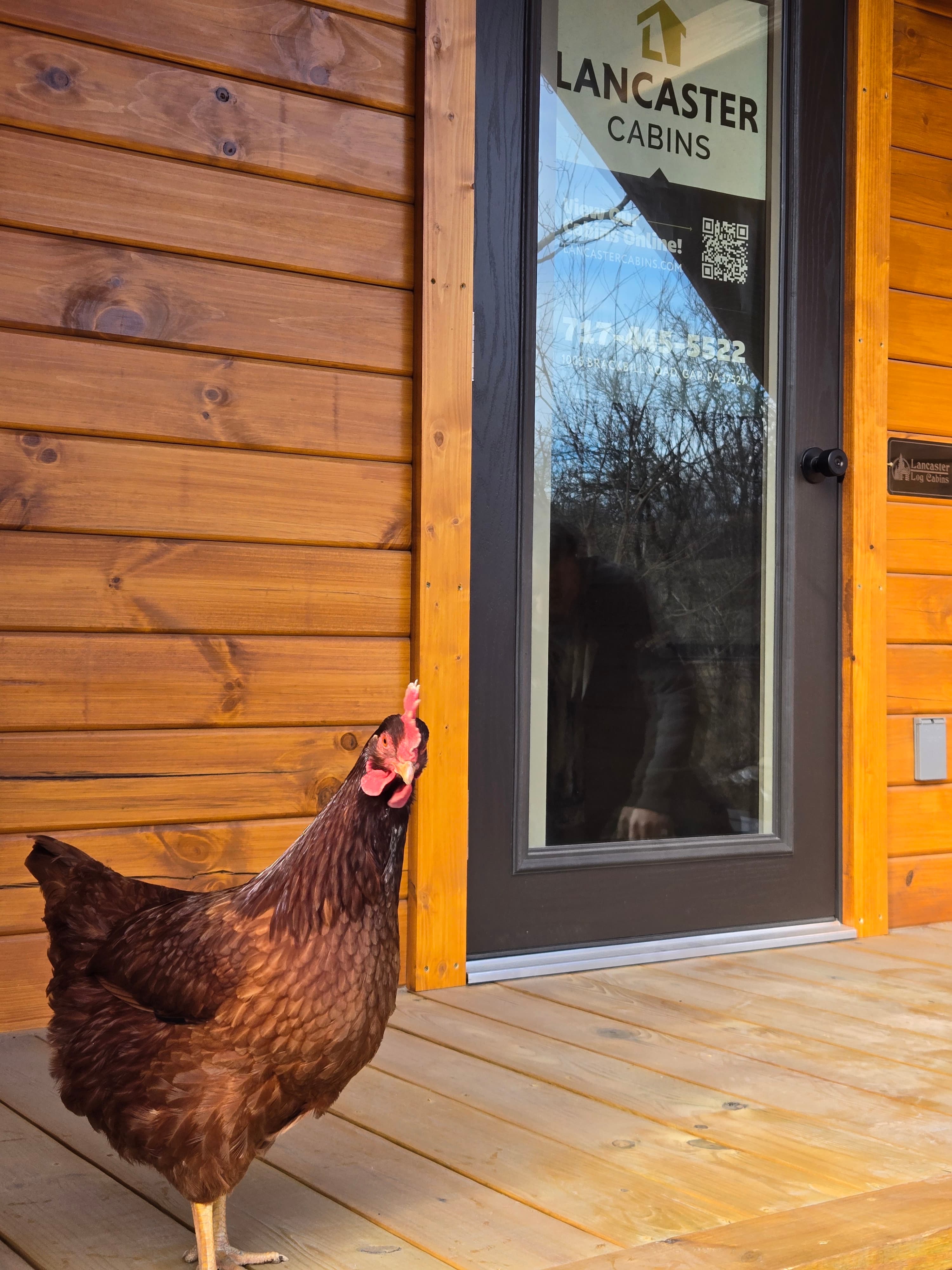 Rustic Creek Cabin & Surroundings 6